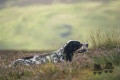 Setter Anglais ARCHIE ME LAD AT UPPERWOOD